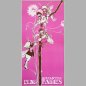 Preview: Pink Fairies • Never Never Land